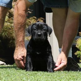 Blue Collar - Black male Perro de Presa Canario puppy in Pocahontas, Illinois from Cabeza Grande Kennel