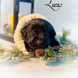 Lucas - Black male Labrador Retriever puppy in Isle, Minnesota from Dog Ear Outfitters