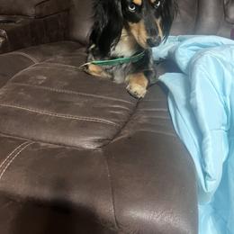 Pepper - Dachshund