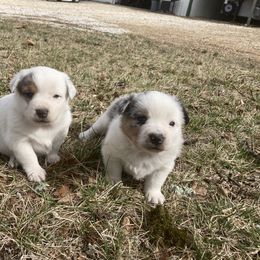 Australian Cattle Dog and Companion Cross Puppies from MX Kennel - Central MO