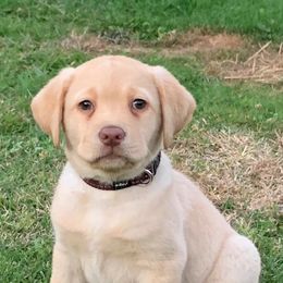Labrador Retrievers from Labradorables