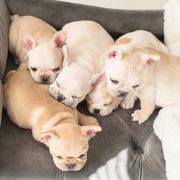 French Bulldog Puppies from Top Paw Frenchies