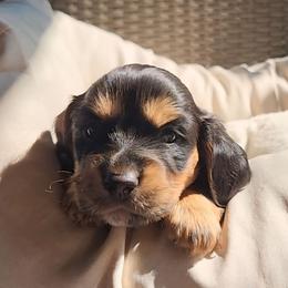 Boaz - Black and tan male Dachshund puppy in Strafford, Missouri from LL Weens