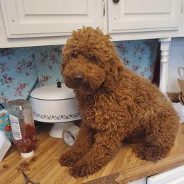 Henry - Poodle