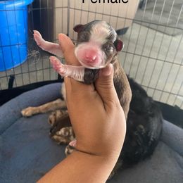 Red Tri female - Red tri female Miniature Australian Shepherd puppy in Prunedale, California from 4MLA STABLES