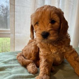 Frosty - Cream male Goldendoodle puppy in Goshen, Ohio from Land of Goshen Doodles