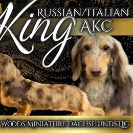 KING - Dachshund