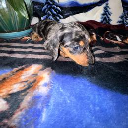 AKC Merle - Dapple male Dachshund puppy in Knoxville, Tennessee from Thea's Puppies