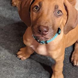 Rhodesian Ridgeback Puppies from Fisher’s Rhodies