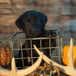 Trixie - Black female Labrador Retriever puppy in Isle, Minnesota from Dog Ear Outfitters