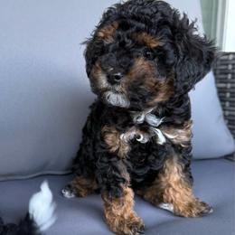 Girl 2 - Tri-color female Cavapoo puppy in Mount Pleasant, Texas from Reyna Cavapoos