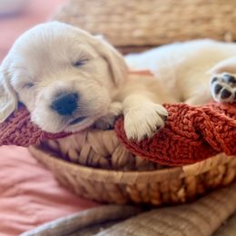 Golden Retriever Puppies from Robinsnest Goldens