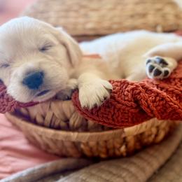 Golden Retriever Puppies from Robinsnest Goldens
