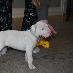 Dogo Argentino Puppies from Bestiarius Kennels