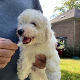 Coton de Tulear Puppies from Smoky Mountains Cotons