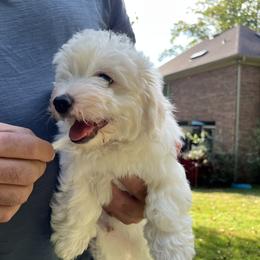 Coton de Tulear Puppies from Smoky Mountains Cotons