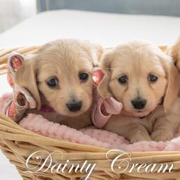 Estelle - Cream female Dachshund puppy in South Laurel, Maryland from Dainty Cream Doxies