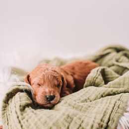 Black Boy - Red male Cavapoo puppy in Mckinney, Texas from Doodles of North Tx