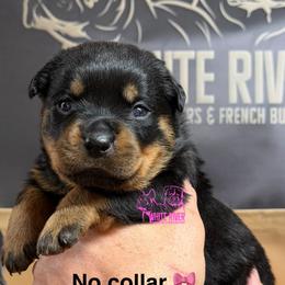 4th pick female - Black and mahogany female Rottweiler puppy in Lyons, Indiana from White River Rottweilers
