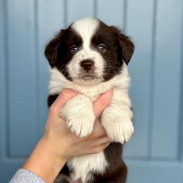 Cookie - Red & white female Miniature American Shepherd puppy in Herriman, Utah from Painted Blue Aussies