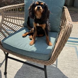 Boy 1 - Black and tan Cavalier King Charles Spaniel puppy in Texarkana, Texas from Ohana Cavalier King Charles Spaniels