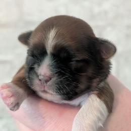 Scarlett - Red and white female Shih Tzu puppy in West Pawlet, Vermont from Morgan's Shih Tzus