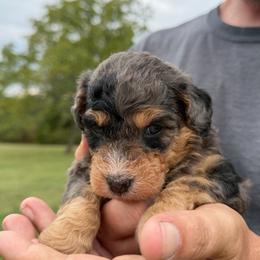 Harper - Blue merle female Bernedoodle puppy in Warrensburg, Missouri from Dreamer Ridge Puppies