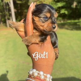 Girl 1 - Blue and gold female Yorkshire Terrier puppy in Louisburg, North Carolina from Nell’s Adorable Yorkshire’s