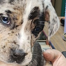 Catahoula Leopard Dogs from Kassie's Catahoulas