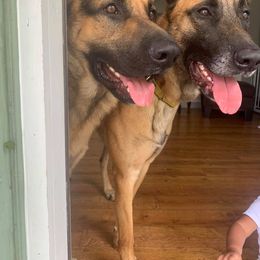 German Shepherd All Grown Up from Cerberus German Shepherds