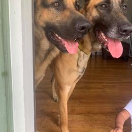 German Shepherd All Grown Up from Cerberus German Shepherds