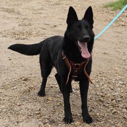 Karti - German Shepherd