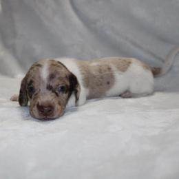 Tomato - Dapple male Dachshund puppy in Lebanon, Tennessee from Thomas Dachshunds