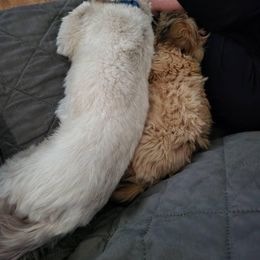 Shih Tzu Puppies from Wandering Tzu