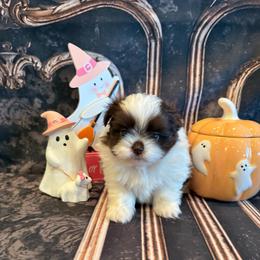 Lucy - Chocolate female Shih Tzu puppy in Success, Missouri from Sweet Success