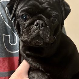 Nox - Pug