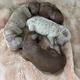 Poodle Puppies from Richardson Family Farms, LLC