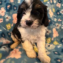 Jack - Tri-color male Cavapoo puppy in Howe, Oklahoma from Cuddly Cavapoos