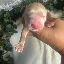 Male 1 - Buff male Cockapoo puppy in Mississippi from Ewing Acres