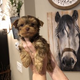 Yorkshire Terrier Puppies from Happy Days Acres and Yorkies