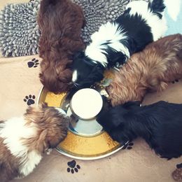 Shih Tzu Puppies from Mia AKC Shih Tzus