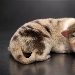 Silk - Red merle female Australian Shepherd puppy in Fultonville, New York from Sandy Aussies, Mini Dachshunds & Pomeranians