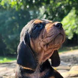 Colombian Fino Hound Puppies from Fino Hounds USA