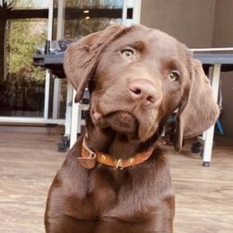 Labrador Retriever Puppies from On My Side Kennels