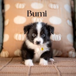 Bumi - Black & white male Miniature American Shepherd puppy in Puyallup, Washington from TRAILS END Minis