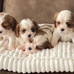 Cavalier King Charles Spaniel puppies from Ikis & Grace King Charles Cavelier Spaniels
