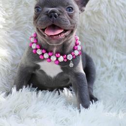 French Bulldog and Pekingese Puppies from SFLK