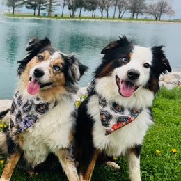 Miniature Australian Shepherds from Brian Harpstrite