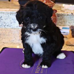 Madonna - Black and white female Portuguese Water Dog puppy in Hamptonville, North Carolina from Alabama Havanese Kennel Tidewater Kennel