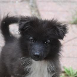 Kobalt - male Nenets Herding Laika puppy in Manns Choice, Pennsylvania from Mystic Winds Nenets Laikas
